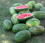 Fresh Watermelon for Sale
